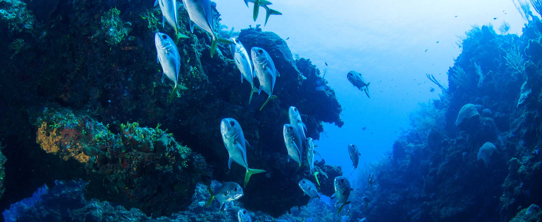 dolittles grotto dive site