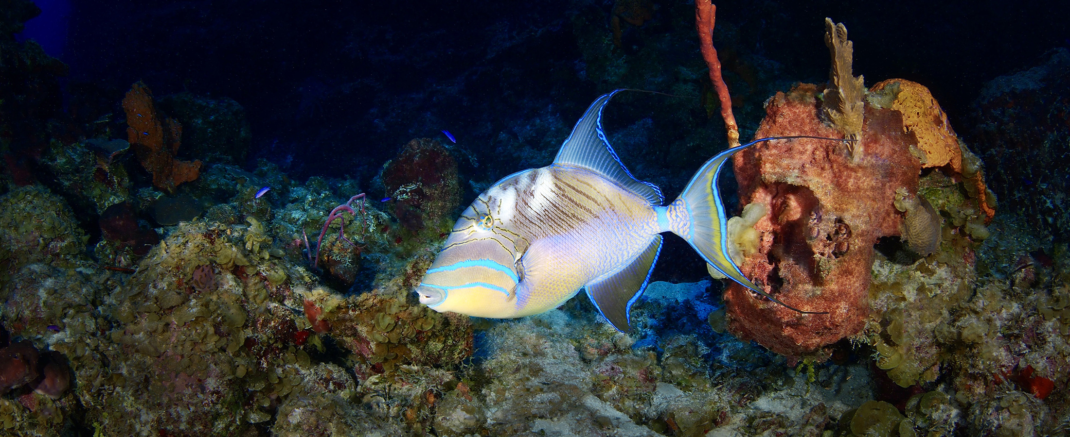 great cut dive site