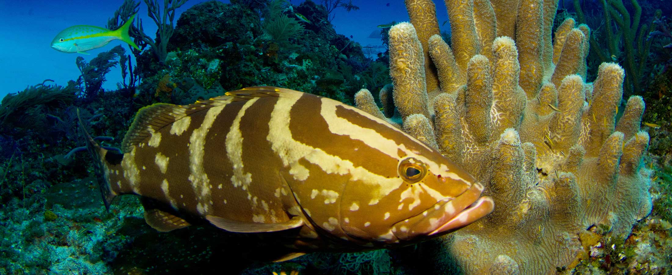 grouper gulley dive site